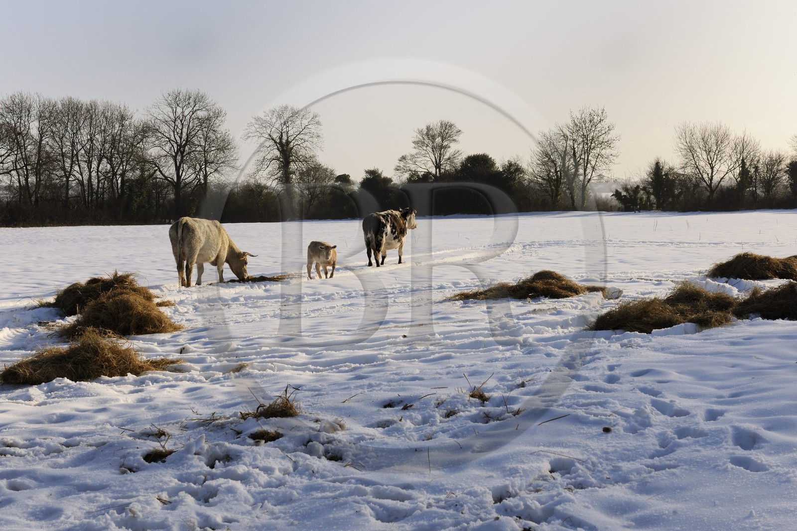 France, Manche (50), Cotentin, vaches dans le bocage enneigé