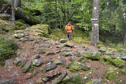 France, Haut-Rhin (68), Thannenkirch, randonnée dans le massif du Taennchel, le long du mur dit païen et datant probablement de l'époque médiévale