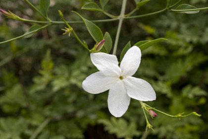 France, Alpes-Maritimes, Mouans-Sartoux, Gardens of the International Museum of Perfumery (Musée International de la Parfumerie - MIP), jasmine flower and buttons (red) which will give the flower of the next day