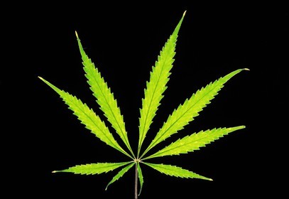feuille de cannabis