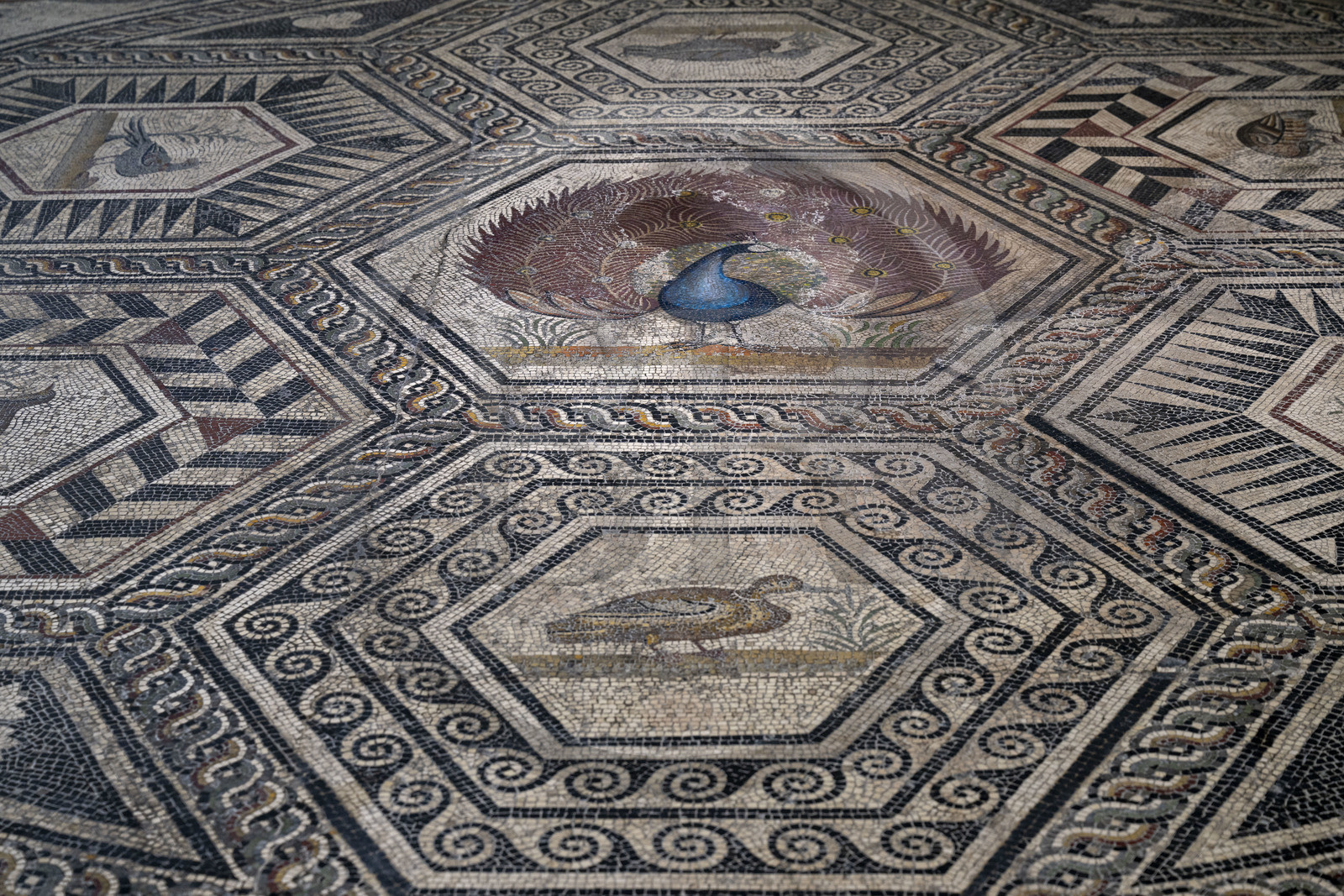 France, Vaucluse (84), Vaison-la-Romaine, site archéologique de Puymin, musée archéologique Théo Desplans, mosaïque de la Maison du Paon (milieu IIe siècle -fin IIIe siècle) située sur la colline du Puymin