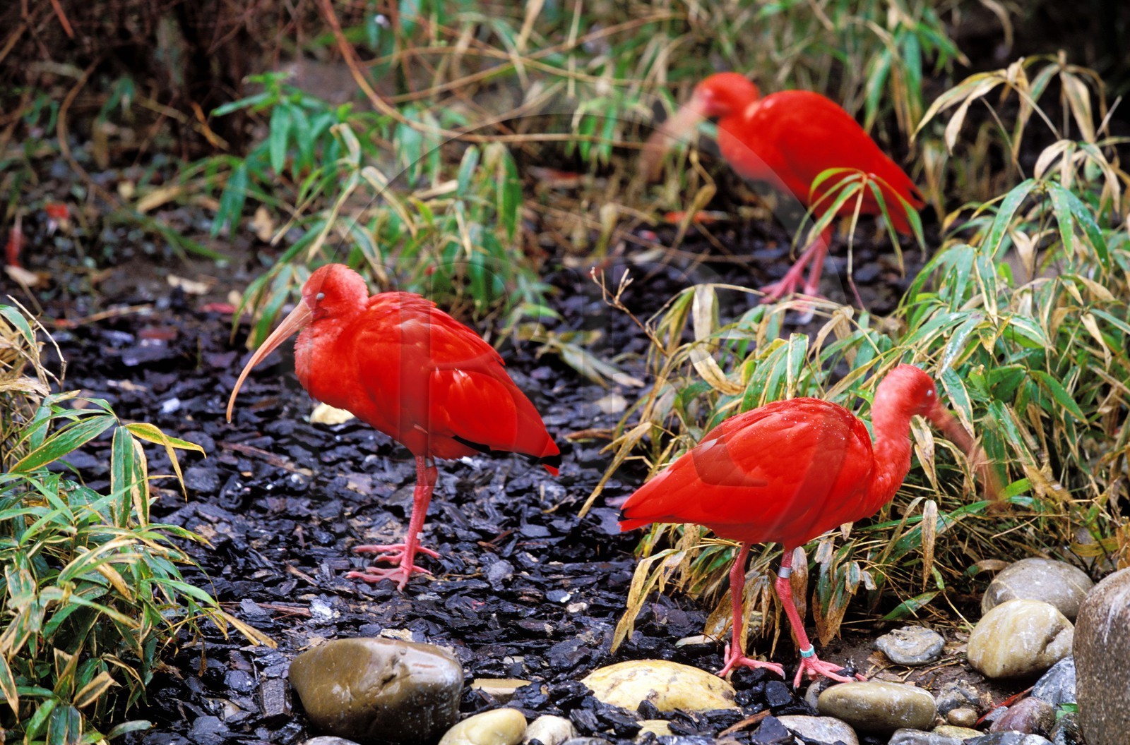 France, Haut-Rhin (68), Mulhouse, ibis rouge au parc zoologique et botanique
