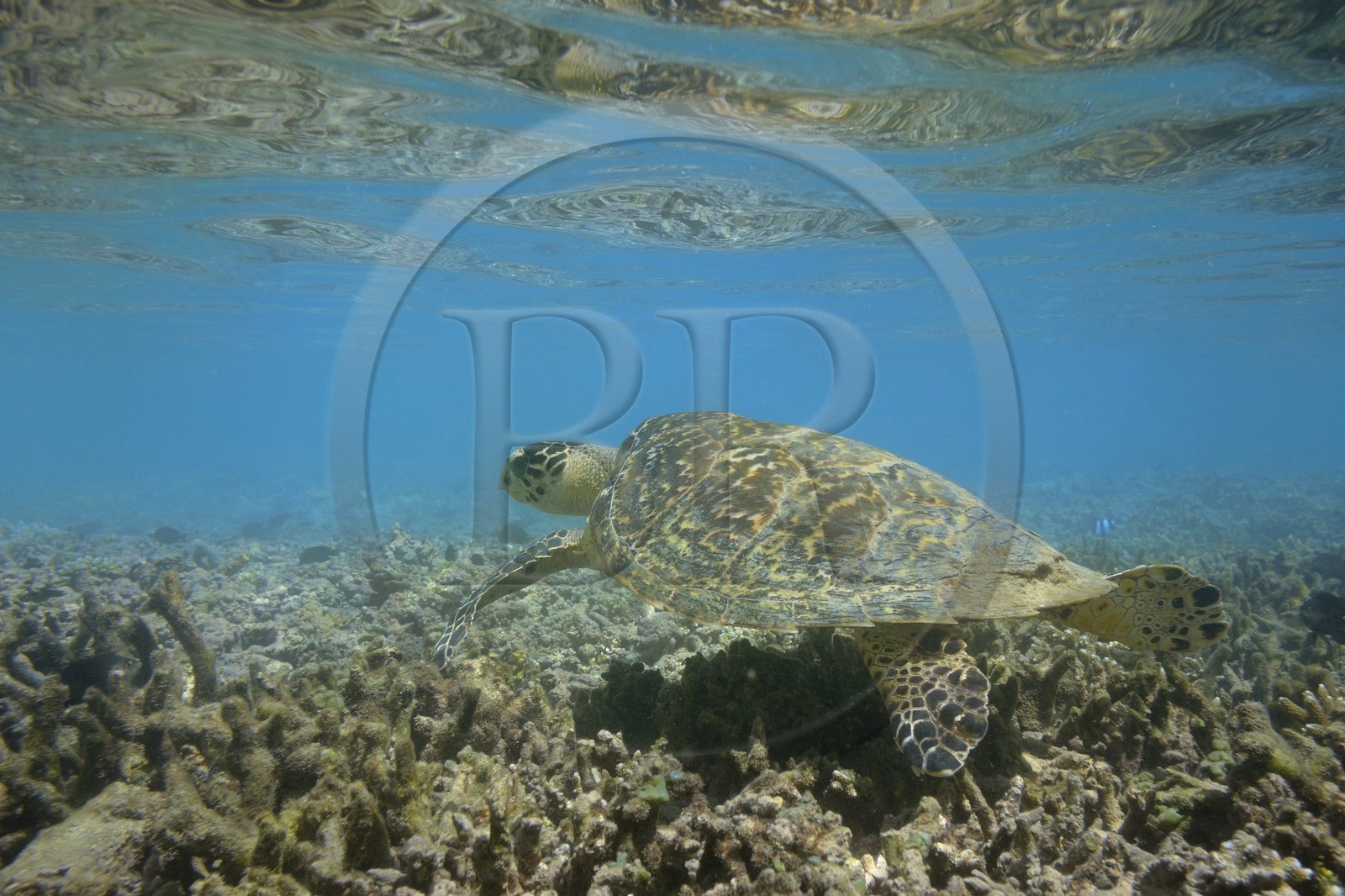 France, Reunion island (French overseas department), West Coast, Saint Gilles Les Bains (town of Saint-Paul), coral reef of Ermitage lagoon, green sea turtle (Chelonia mydas) (underwater view)