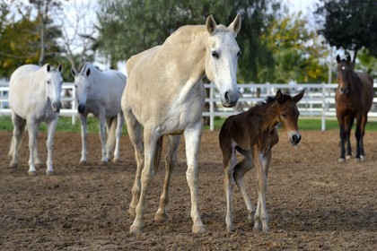 Espagne, Andalousie, province de Séville, Utrera, le haras Ayala (Yeguada Ayala), Pure race espagnole ou PRE (Pura Raza Espanola), poulain
