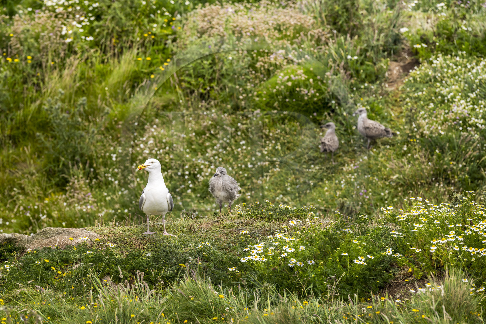 France, Finistère (29), Pays des Abers, Ile Vierge dans l'archipel de Lilia, de très nombreux goélands peuple l'île en période de nidification