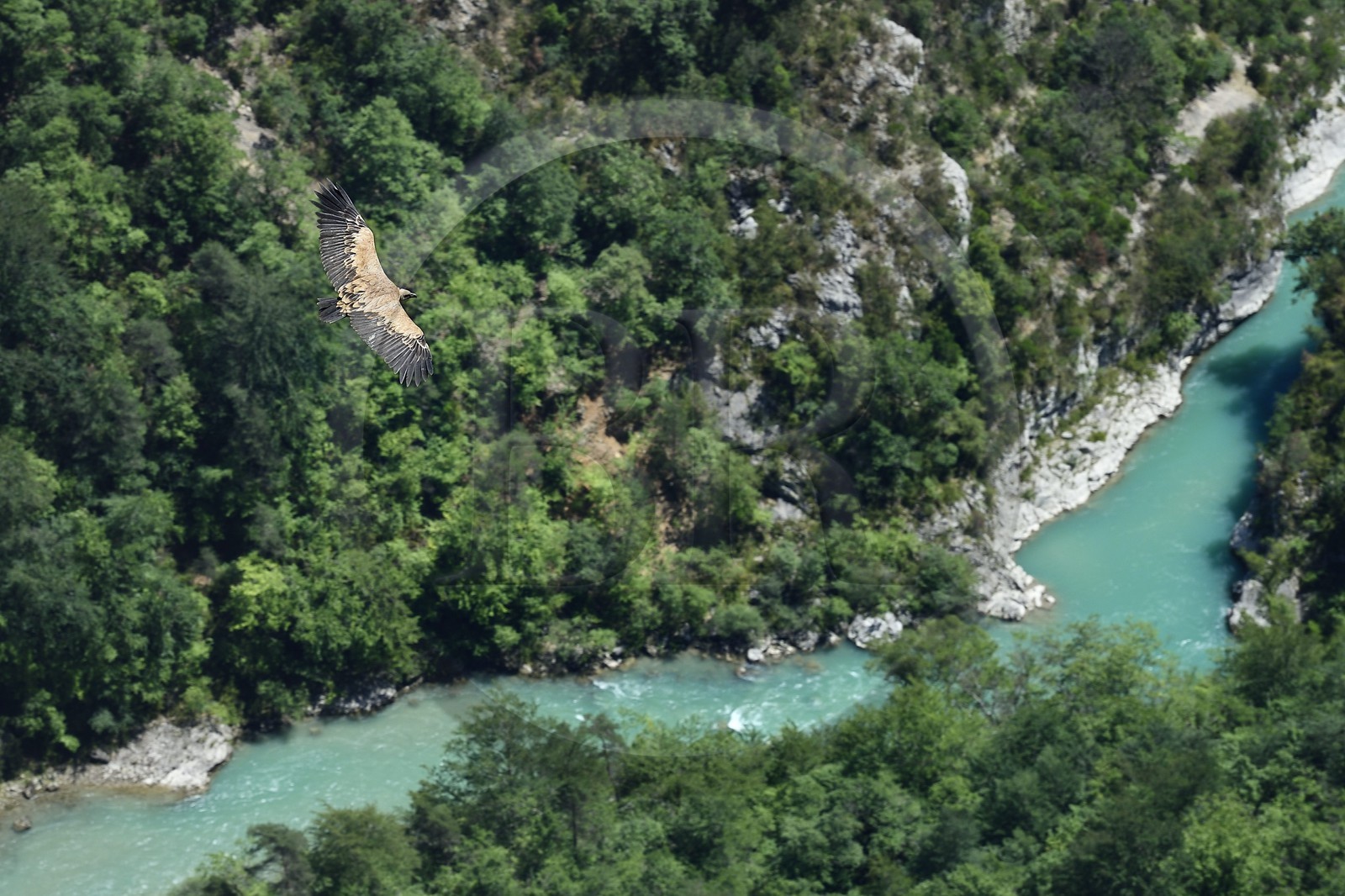 France, Alpes-de-Haute-Provence (04), Parc Naturel Régional du Verdon, Grand Canyon du Verdon, La-Palud-Sur-Verdon, point de vue de la Dent d’Aire, Vautour fauve (Gyps fulvus) en vol