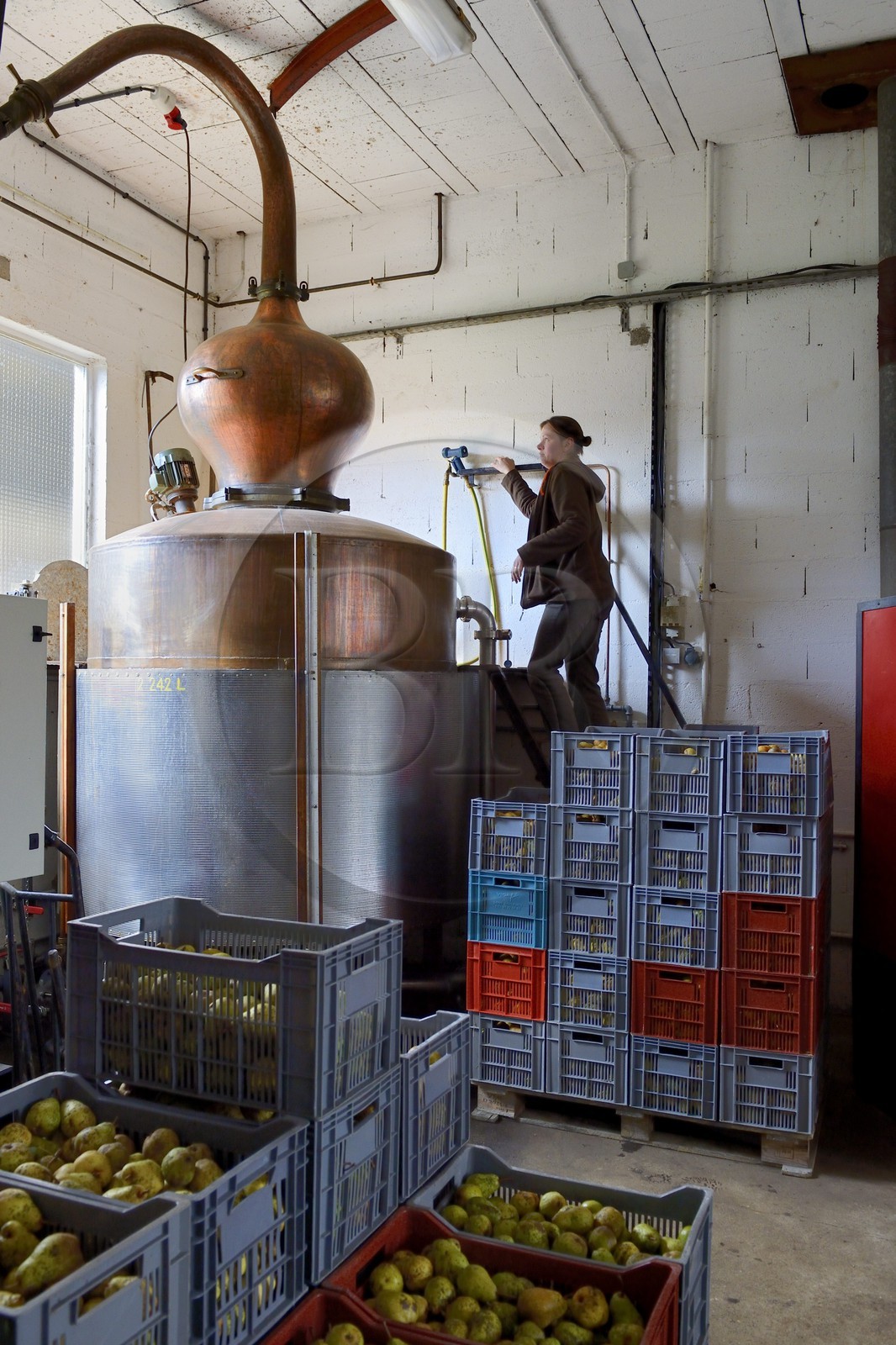 France, Moselle (57), Marieulles-Vezon, Distillerie Maucourt de schnaps (eau de vie), Mélanie Bigeard-Demange
