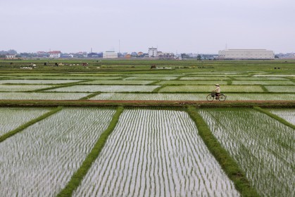 Vietnam, train de Lao Cai à Hanoï, paysage de rizière vers Hanoï