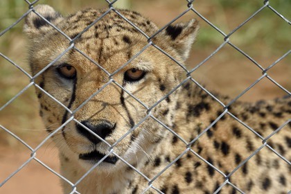 Namibie, Otjiwarongo, Cheetah Conservation Fund, centre de recherche et d'éducation, guépard (Acinonyx jubatus) en captivité temporaire et destiné à être relaché dans le bush