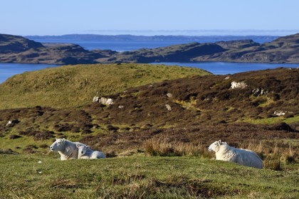 United Kingdom, Scotland, Highland, Inner Hebrides, Isle of Mull, sheep