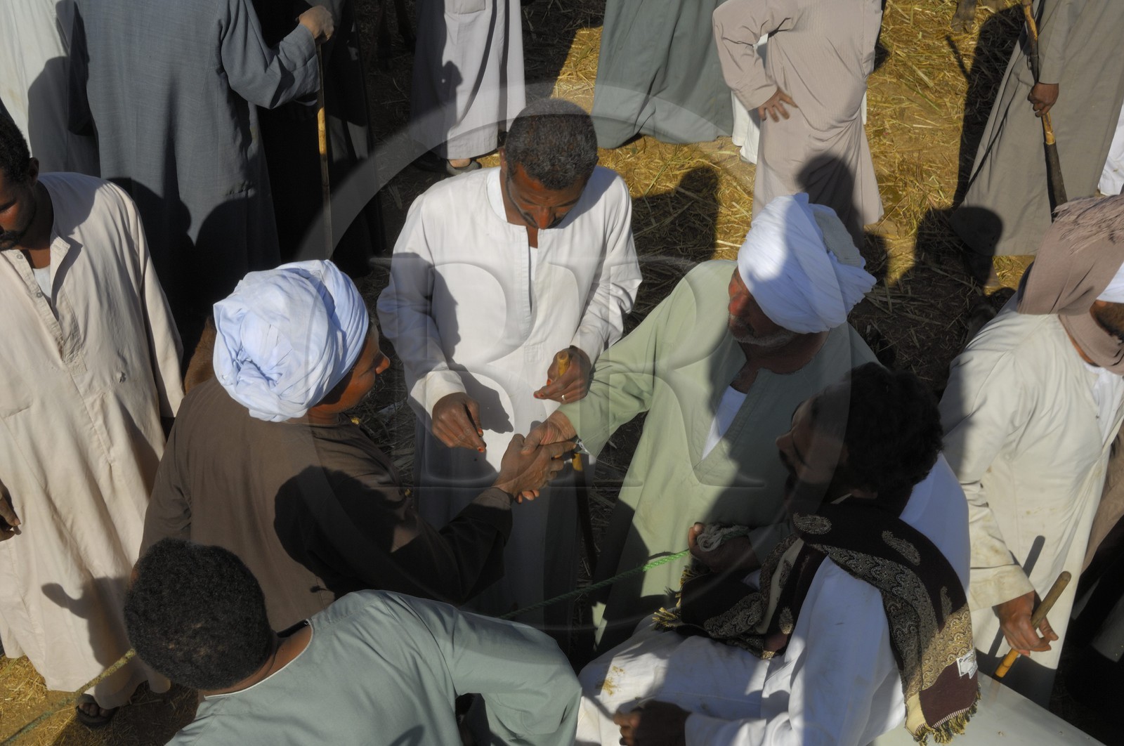 Egypt, Upper Egypt, Daraw in North Aswan, cows market, making a deal