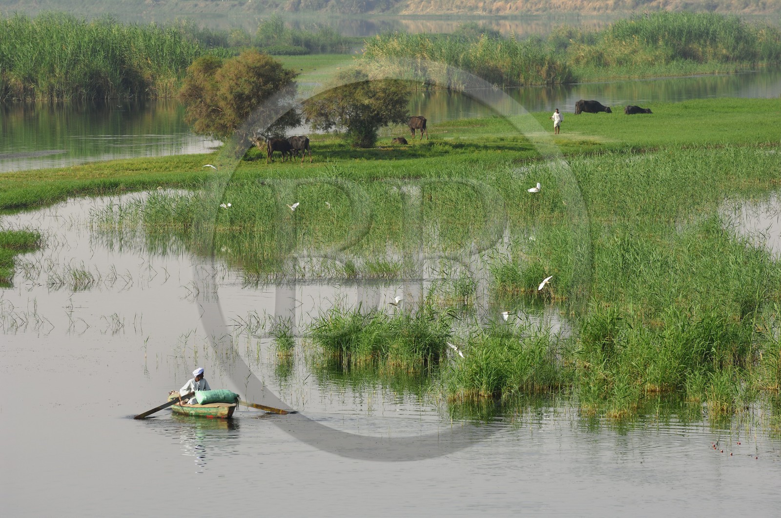 Egypte, Haute Egypte, vallée du Nil, barque de pêcheur sur le Nil entre Kom Ombo et Assouan