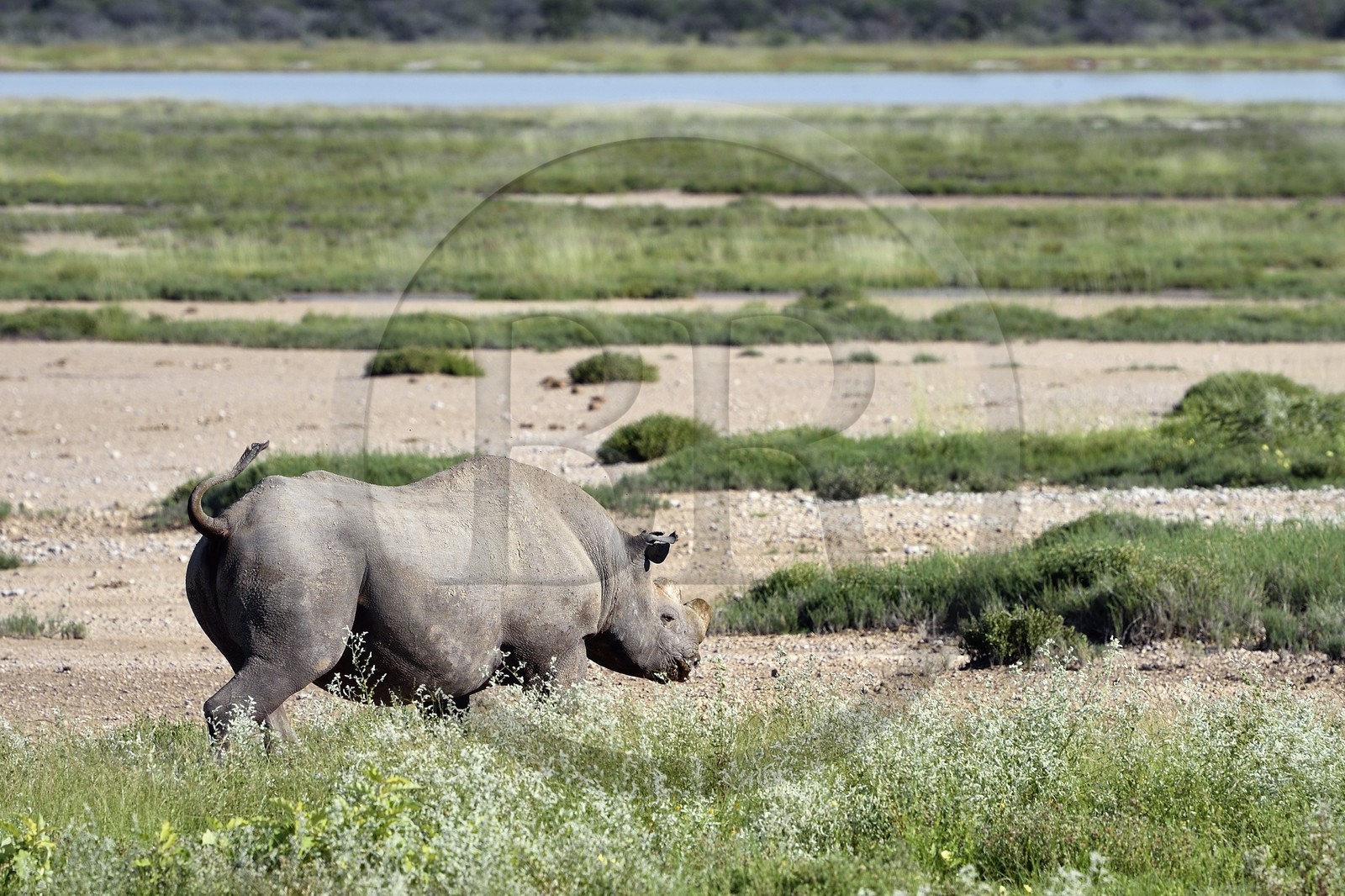 Namibie, région de Oshikoto, Parc National d'Etosha, rhinocéros noir (Diceros bicornis) aux deux cornes coupées pour lutter contre le braconnage