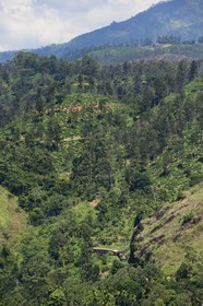 Sri Lanka, Uva Province, train on the railway track that goes through the tea growing hill country next to Ella (Badulla district)