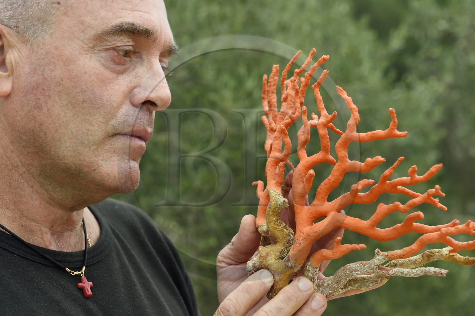 France, Corse-du-Sud (2A), Bonifacio, Ville Haute, Corail rouge de Méditerranée, le corailleur Jean-Philippe Giordano