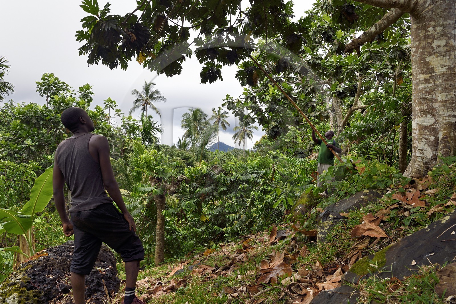 France, Ile de Mayotte, Grande-Terre, Ouangani, Jaquier (Artocarpus heterophyllus)