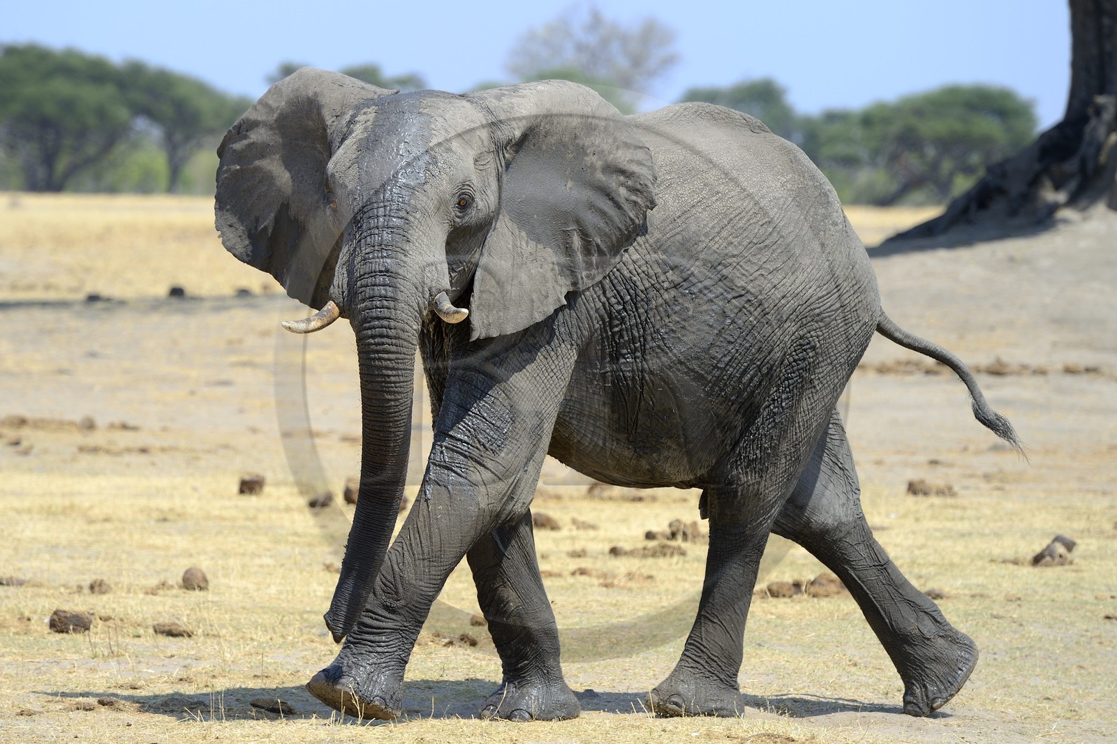 Zimbabwe, province de Matabeleland septentrional, parc national Hwange, éléphant sauvage d'Afrique (Loxodonta africana)