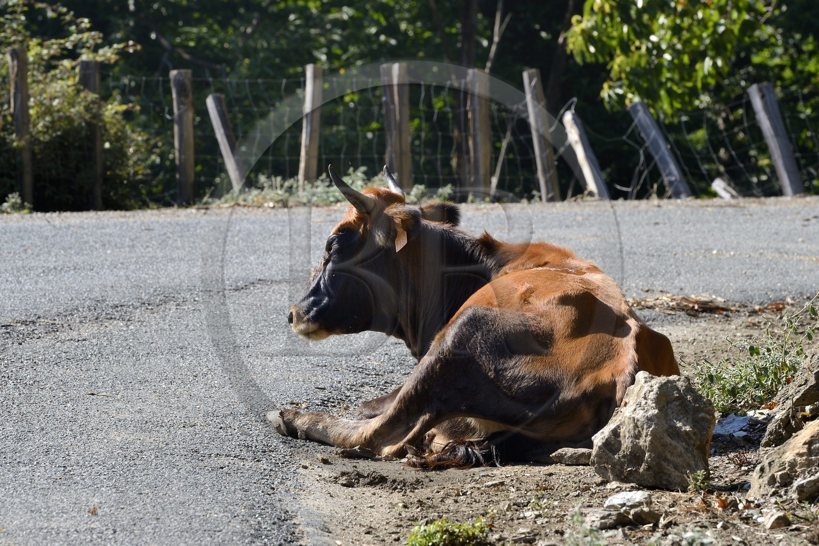 France, Haute-Corse (2B), Castagniccia, vache semi-sauvage en liberté sur une route
