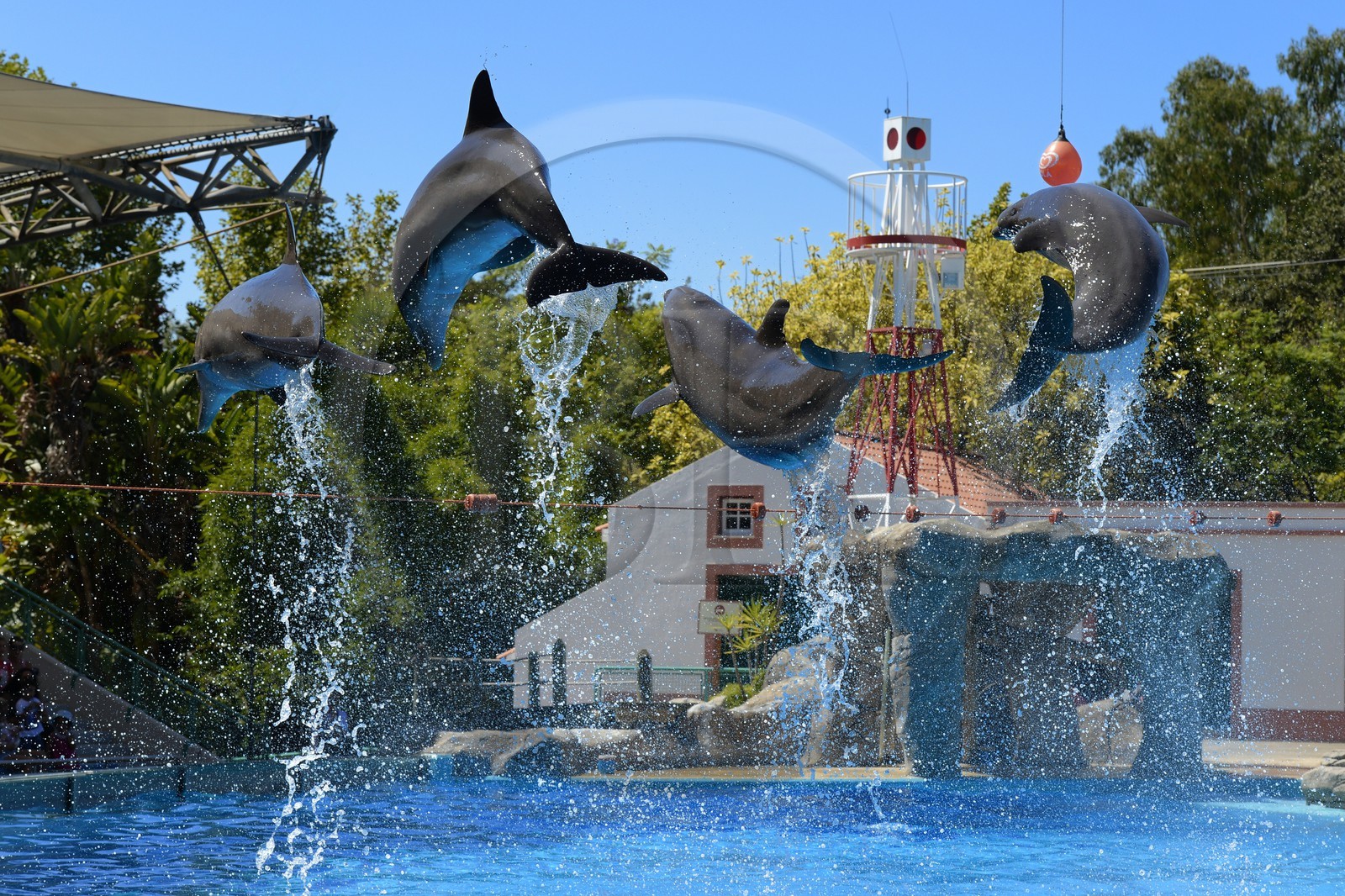 Portugal, Lisbonne, Jardin zoologique, le delphinarium, dauphins faisant le spectacle