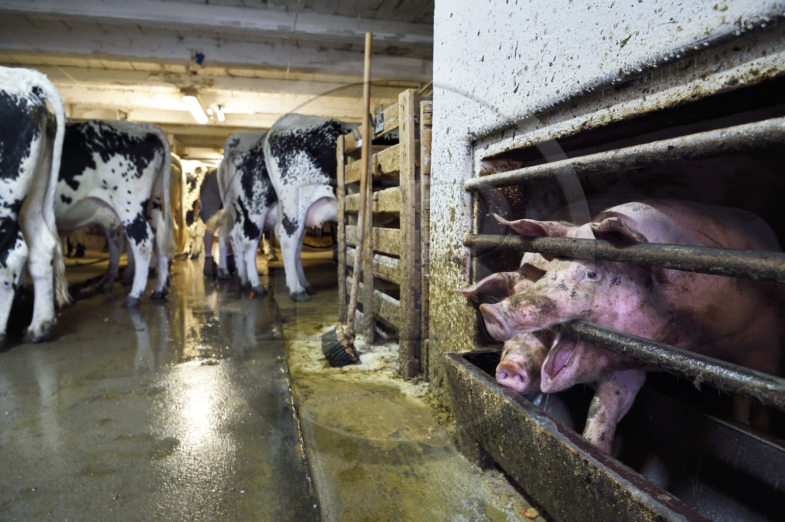 France, Haut-Rhin (68), Kruth, ferme auberge marcaire du Schafert