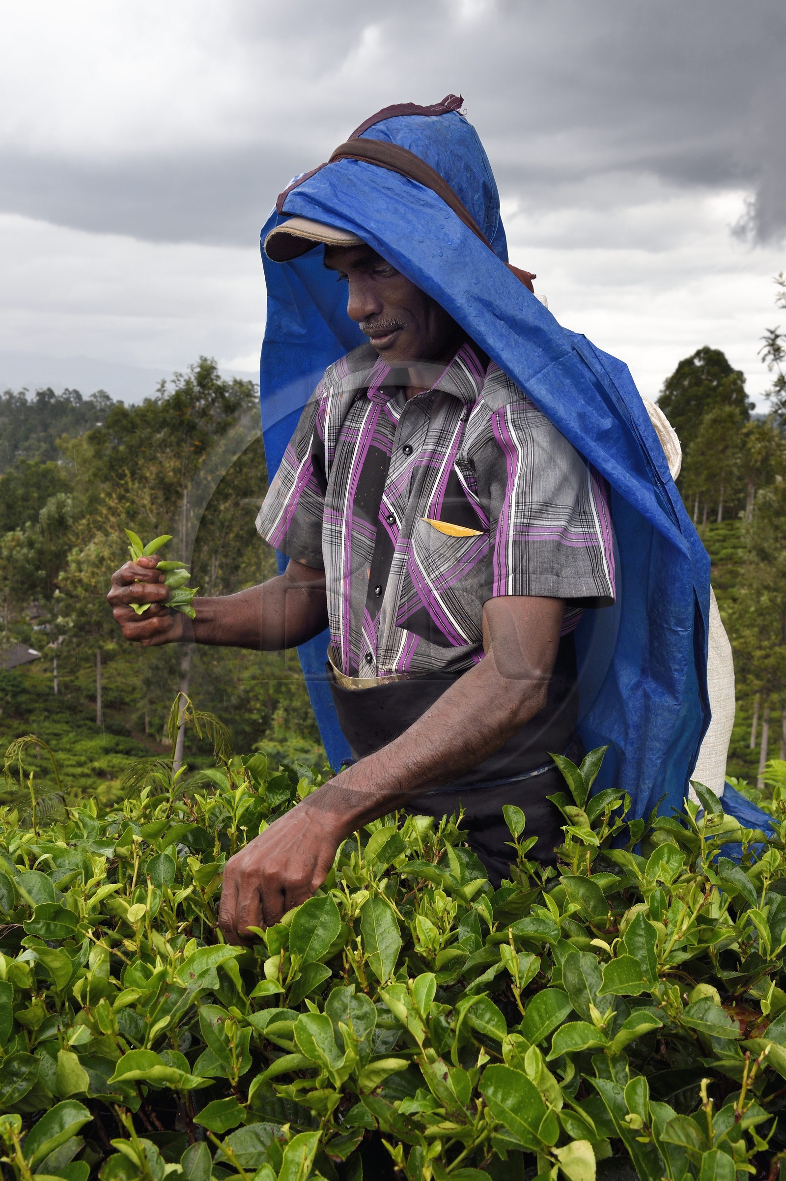 Sri Lanka, Uva Province, Bandarawela, picking tea leaves in a tea plantation