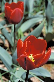 France, red tulips