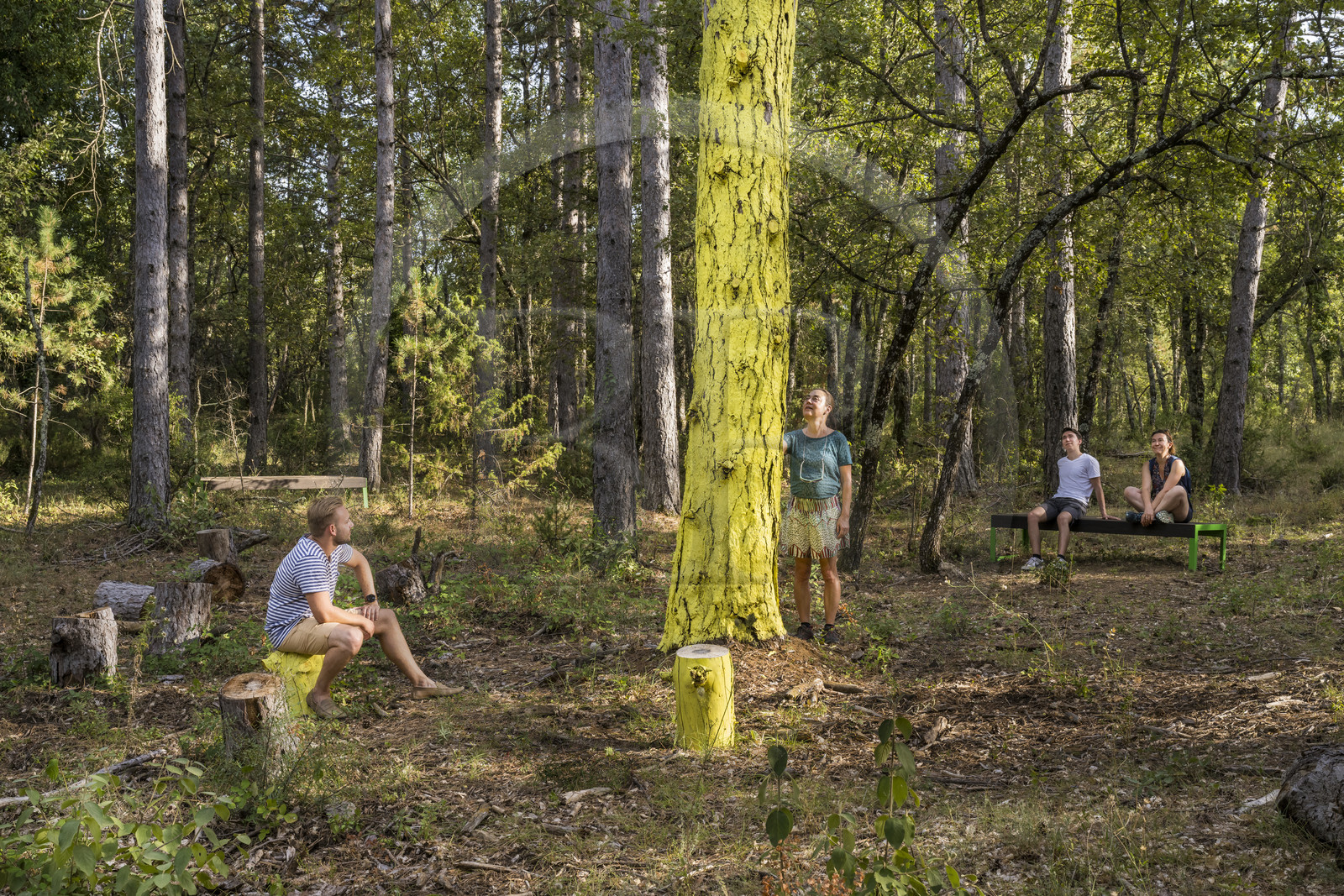 France, Var (83), Provence Verte, Bras, Académie du Bain de Forêt Provençale, forêt du domaine Le Peyrourier - une campagne en Provence