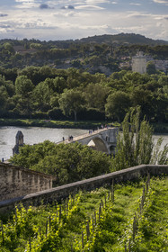 France, Vaucluse, Avignon, the vineyard of the Clos du Palais des Papes and the Saint-Bénézet bridge (Pont d'Avignon) on the Rhone river