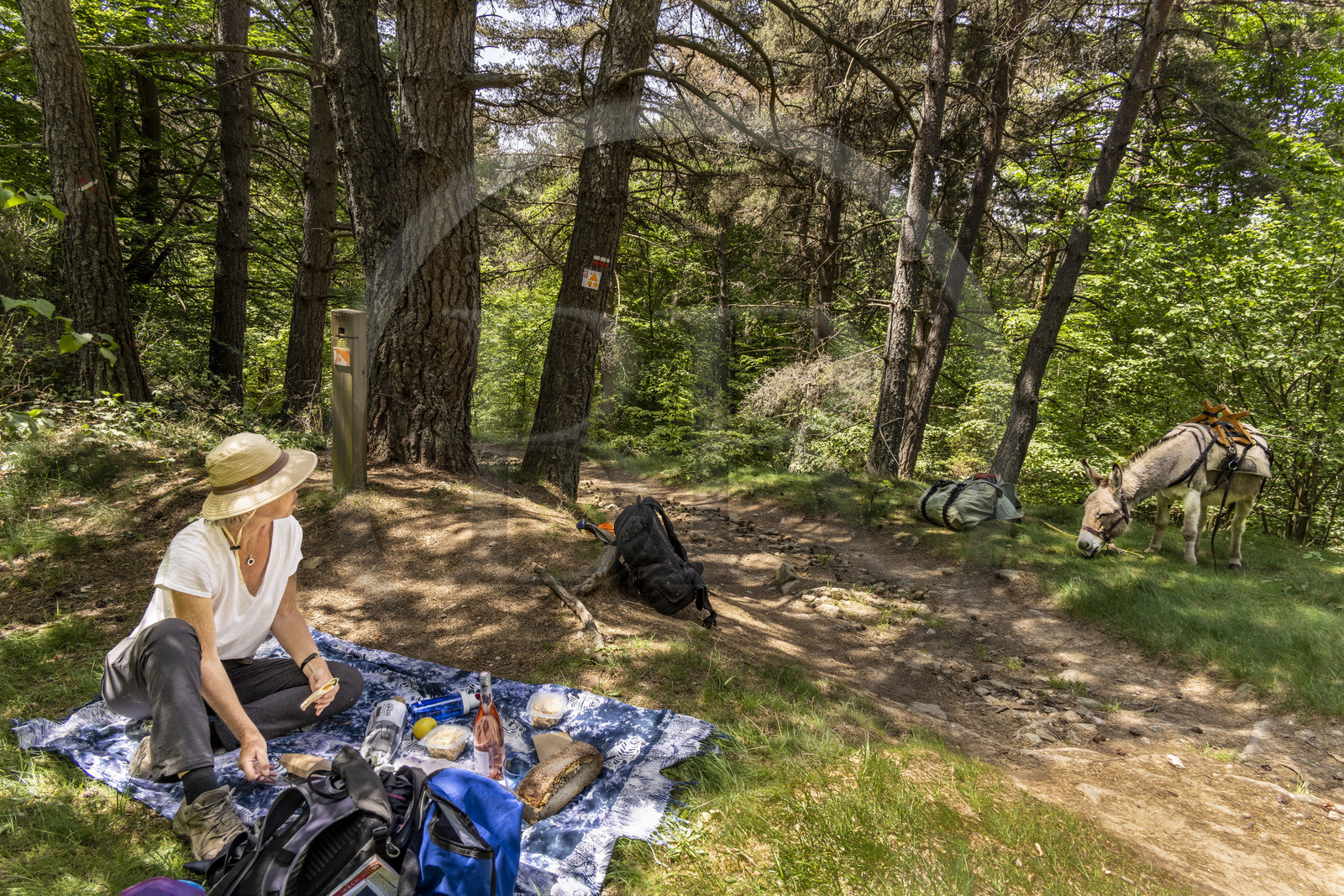 France, Lozère (48), Langogne, pique-nique entre Langogne et Saint-Flour-de-Mercoire pendant la randonnée avec un âne sur le chemin de Stevenson (GR 70)