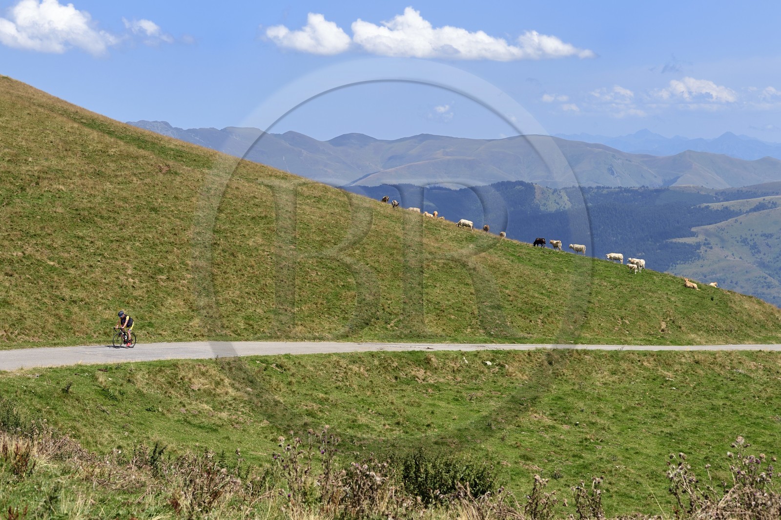 France, Hautes Pyrenees, Saint Lary Soulan, cyclist on the road going up to Col de Portet, Tour de France stage