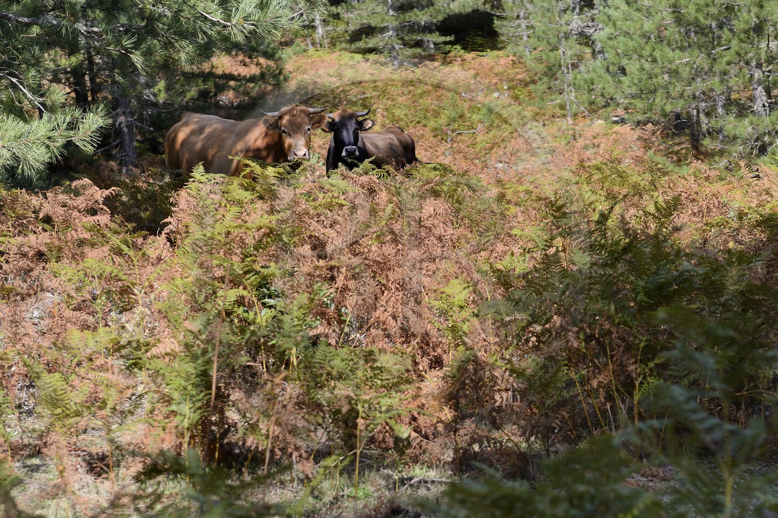 France, Corse du Sud, Alta Rocca, Bavella, cows in the corsican pine forest (Pinus laricio)