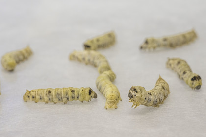 France, Gard (30), Monoblet, l'Atelier Sericyne relance la sériciculture française, élevage de vers à soie et production de soie d'exception et intissée pour la réalisation d'objets de décoration