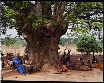 Burkina Faso, province de Poni, pays des Lobi, Loropéni, arbre devant une maison du village de Ouadara sous lequel se trouve une tombe et plusieurs autels, on trouve toujours un arbre dans les abords immédiats de chaque maison autant pour l'ombrage qu'il apporte que pour ses fruits, une grande partie de la vie sociale s'y déroule: les hommes y discutent et boivent le dolo pendant que les femmes s'affairent à leur vannerie ou encore à écosser des pois