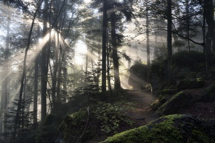 France, Bas-Rhin (67), Mont Saint-Odile, le Mur Païen, vestige d'un mur d'enceinte probablement de l'époque mérovingienne d'une longueur totale de onze kilomètres, lever de soleil dans la brume du petit matin