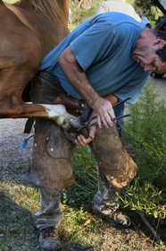 France, Haute-Corse (2B), Nebbio, désert des Agriates, maréchal-ferrant posant un fer à cheval