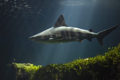 France, Charente-Maritime (17), La Rochelle, l'Aquarium, le grand aquarium des requins