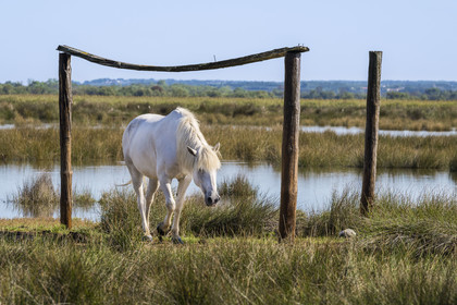 France, Gard (30), Aigues-Mortes, Saint-Laurent-d'Aigouze, cheval camarguais dans la Petite Camargue