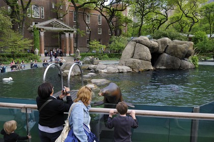 Etats-Unis, New York, Manhattan, zoo de Central Park, phoque dans la piscine d'eau de mer