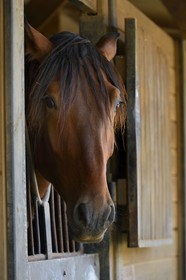Spain, Andalusia, Seville Province, Utrera, the Ayala stud farm (Yeguada Ayala), Andalusian horse also known as the Pure Spanish Horse or PRE (Pura Raza Espanola)