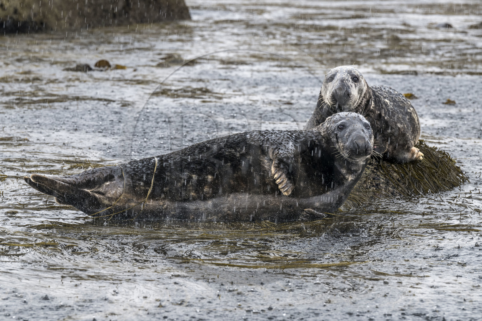 France, Finistère, Penmarch, Étocs archipelago, gray seal (halichoerus grypus)