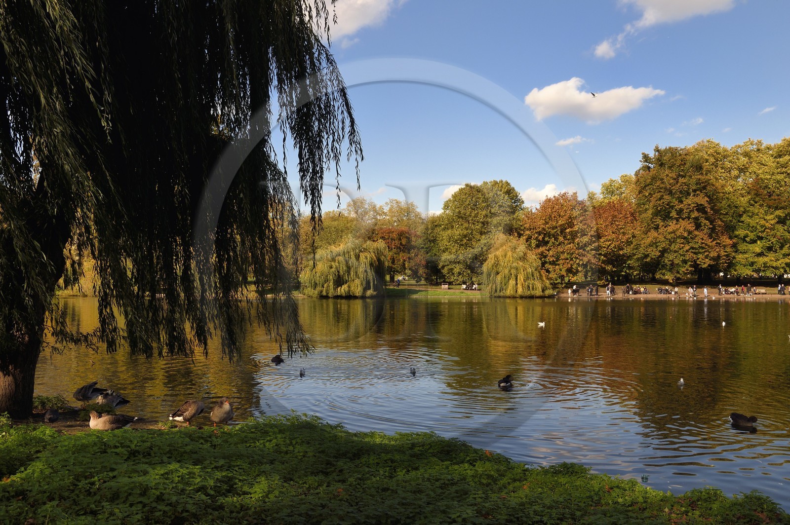 Royaume-Uni, Londres, Cité de Westminster, le lac de  St James's Park