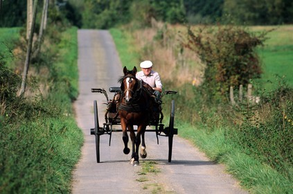 France, Manche (50), cheval tractant une calèche