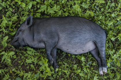 France, Hérault (34), les Causses et les Cévennes, paysage culturel de l'agro-pastoralisme méditerranéen inscrit au Patrimoine Mondial de l'UNESCO, Saint-Maurice-Navacelles, très jeune cochon noir