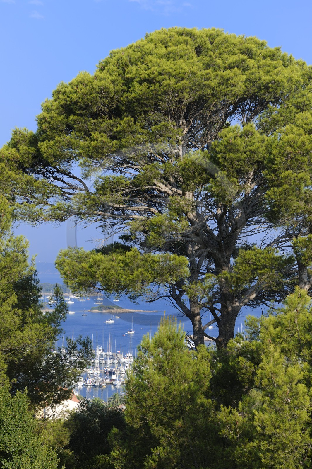 France, Var, Iles d'Hyeres, National Park of Port Cros, ile de Porquerolles,