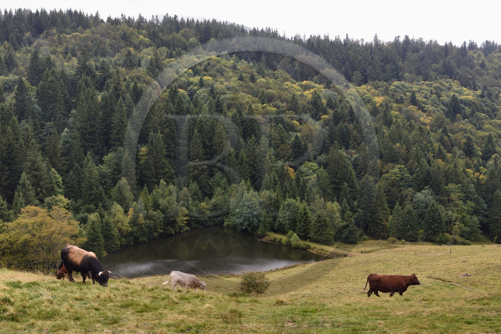 France, Vosges (88), Parc naturel régional des ballons des Vosges, Saint-Maurice-sur-Moselle, chaume des Neuf Bois, troupeau de vache Salers et Aubracs en bordure de foret