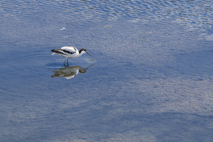 France, Vendée (85), île de Noirmoutier, La Guérinière, avocette élégante (Recurvirostra avosetta) dans le marais en contrebas de la digue entre le Port de Bonhomme et le passage du Gois