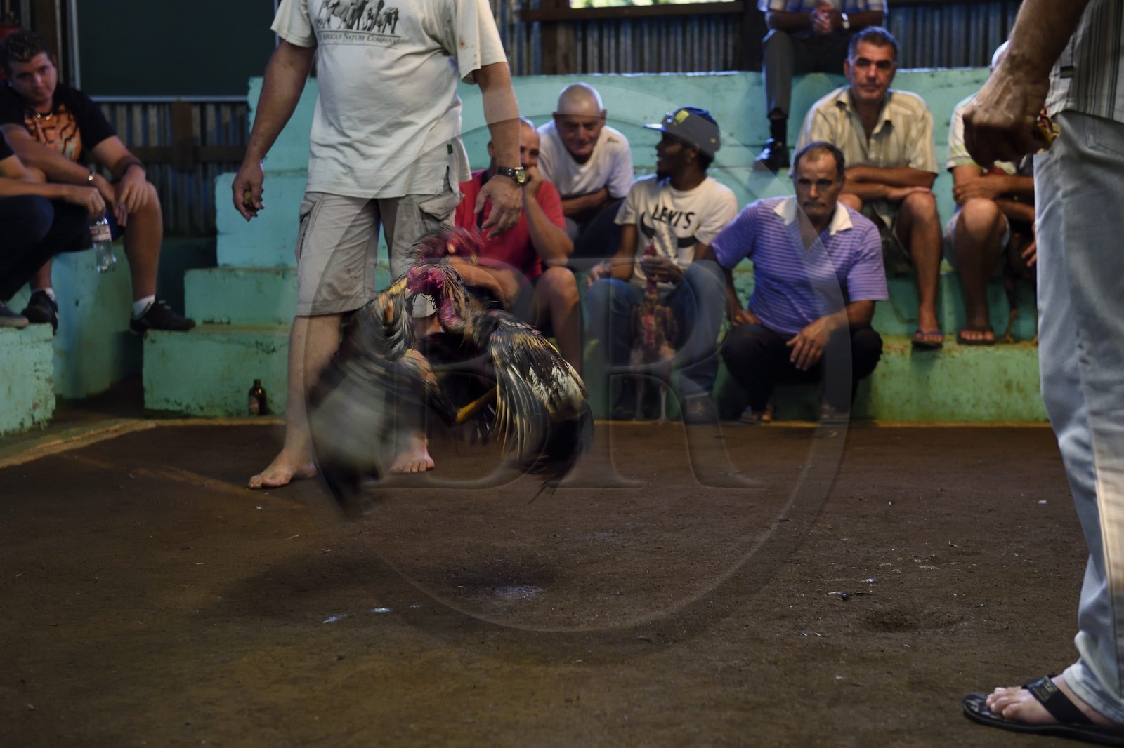 France, Reunion island (French overseas department), Petit Tampon, cockfight in the Rond de Coq