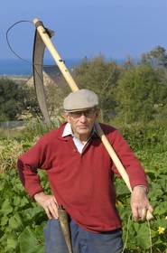 France, Manche, Cotentin, Cap de la Hague, Auderville, the farmer Paul Bedel, working in the fields with a Scythe