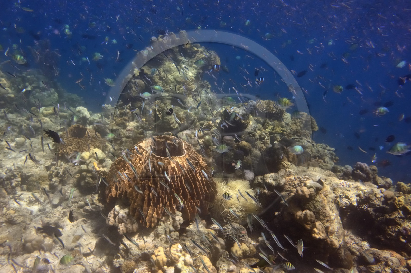 Philippines, Calamian Islands in northern Palawan, Coron Island Natural Biotic Area, Coral reef