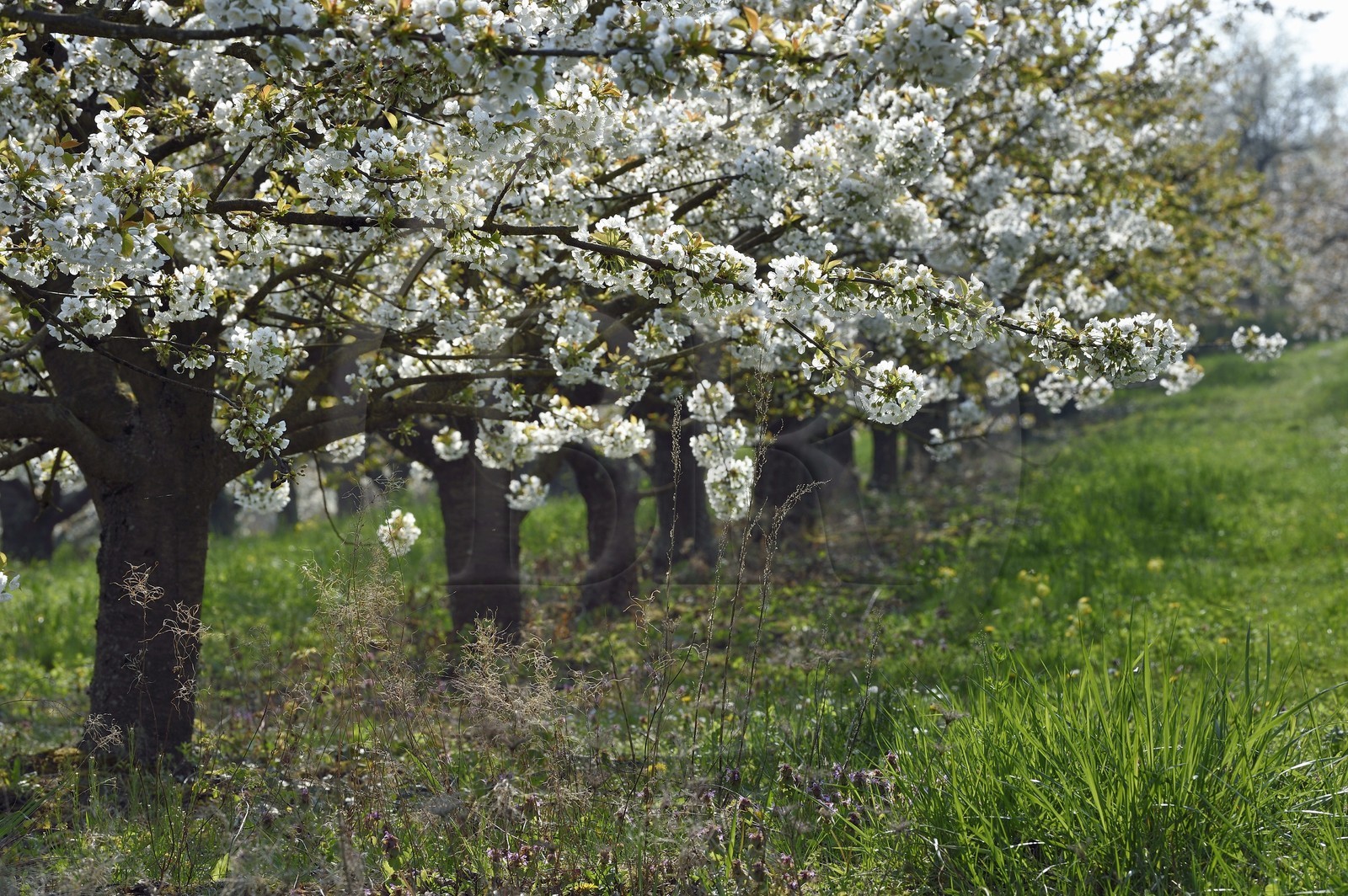 France, Bas-Rhin (67), Route des vins d'Alsace, Westhoffen, cerisiers en fleurs